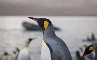 Will Google’s Penguin algorithm changes mean a pick-up for your business?