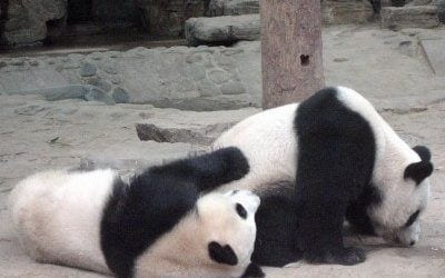 A Post Panda SEO Checklist (Part 2)
