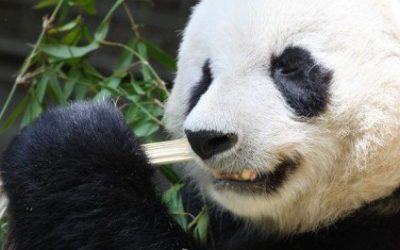 A Post Panda SEO Checklist (Part 1)